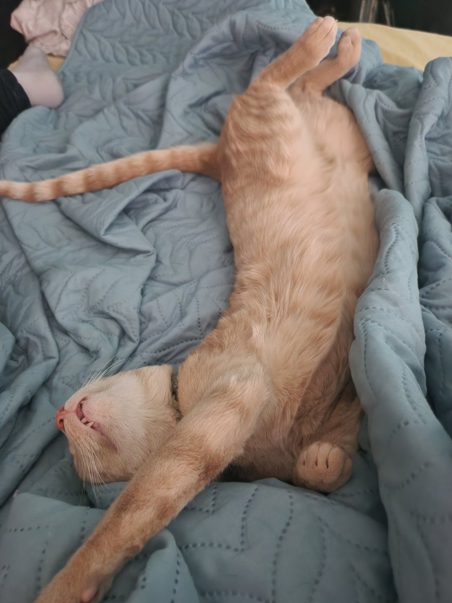 varyta's tweet photo. @tyDi Sleep all crazy https://t.co/kBUJdK51wg