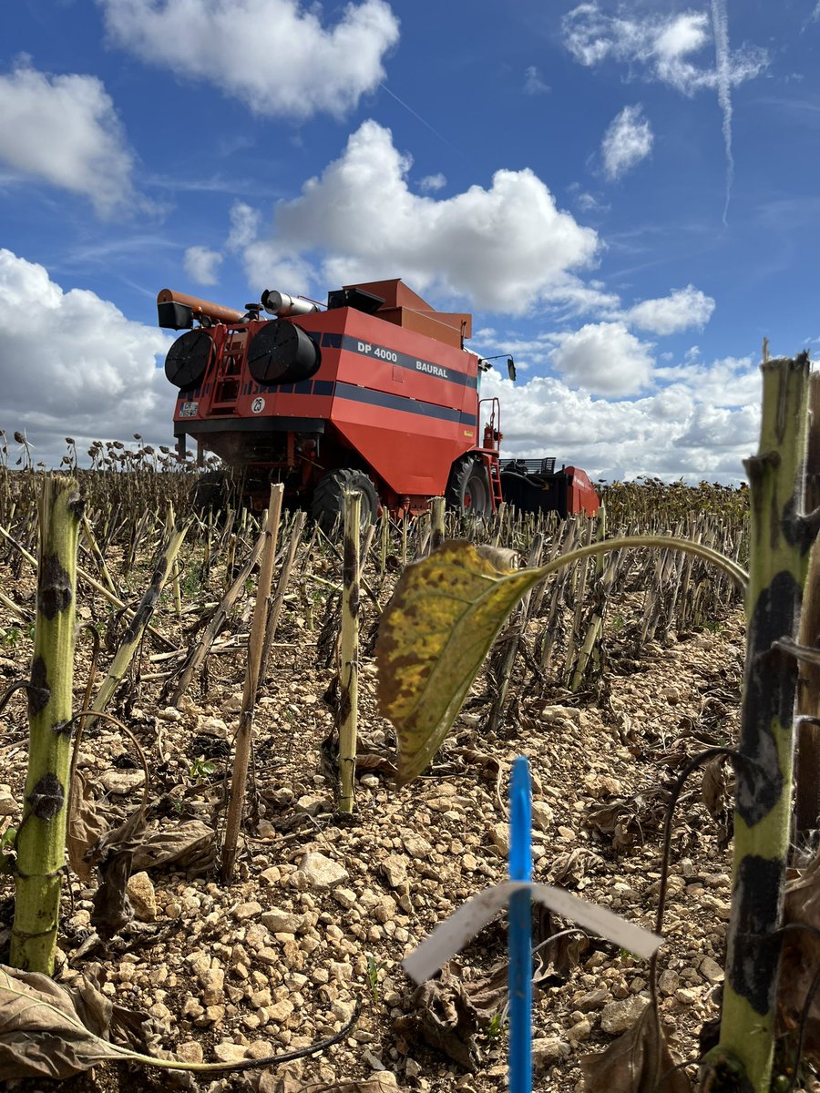 BrunoGrand1's tweet photo. Top départ pour la récolte des essais R&amp;D tournesol @MASseedsfrance 🌻

#tournesol #ceuxquifontlessemences #agriculture https://t.co/Xv34bHaT3d