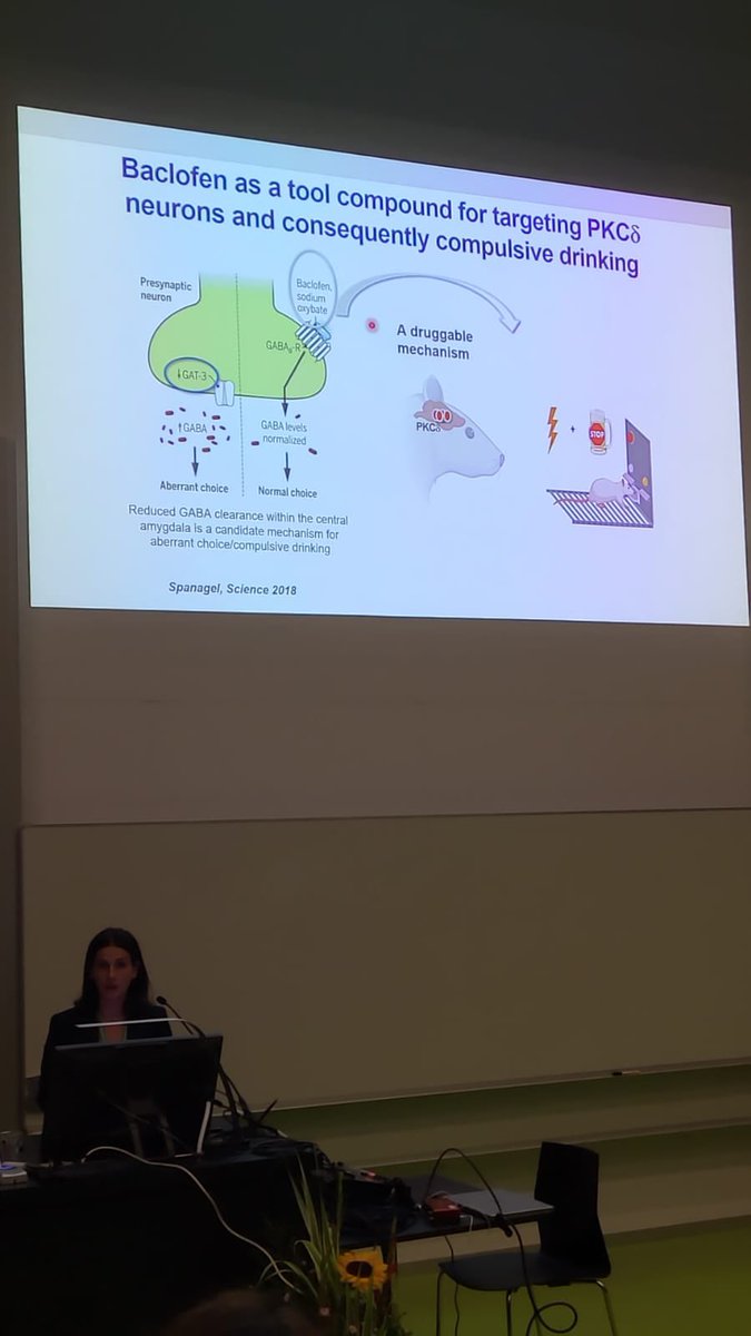Session 14 #esbra2023 our ECIC committee member <a href="/EsiDomi/">Esi Domi</a> talks about the molecular mechanisms  central  amygdala taking place in central amygdala in compulsive rats. #ESBRA 2023 #alcohol #braintwitter #brain #compulsion #neurosciences #brainhealth