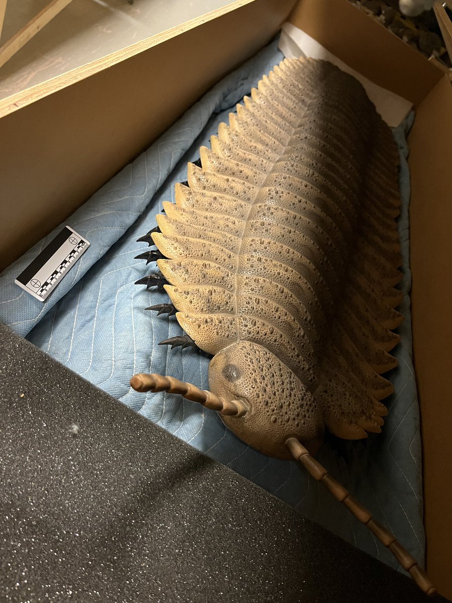 Dr. Tony Fiorillo (@paleo_fiorillo) on Twitter photo for #FossilFriday something from the Paleozoic collections of New Mexico <a href="/NMMNHS_Paleo/">NMMNHS Paleontology</a>. Diplichnites trackway attributed to giant arthropod Arthropleura. Scale bar is 10 cm. How big of a can of bug spray would one need coming across one of these, I wonder. for #FossilFriday something from the Paleozoic collections of New Mexico <a href="/NMMNHS_Paleo/">NMMNHS Paleontology</a>. Diplichnites trackway attributed to giant arthropod Arthropleura. Scale bar is 10 cm. How big of a can of bug spray would one need coming across one of these, I wonder.