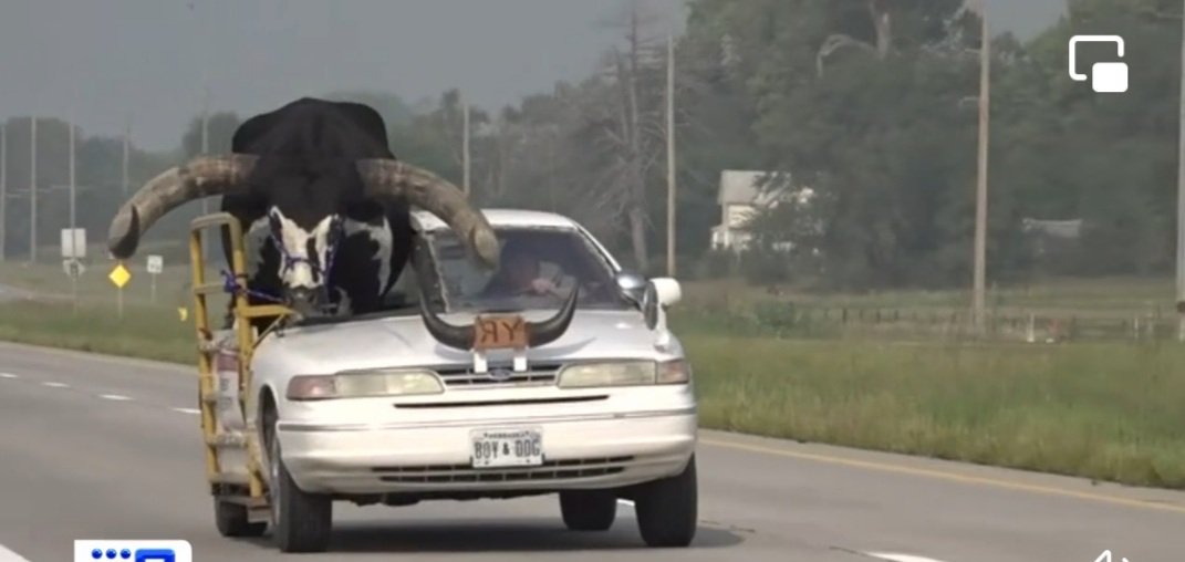 kachrusanjay's tweet photo. #America's mid west  who had to tackle a #bull in a car
#howdydoodybull https://t.co/toqyKXnBjm