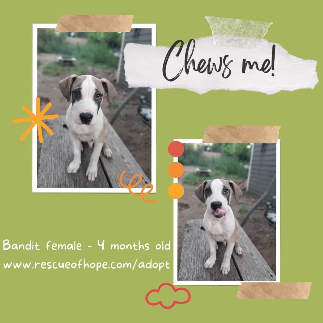 Bandit is just a sweet baby waiting for her furever home! Adopt her at: petstablished.com/adoptions/pers…

#untiltherearenone #adopt #dogsofgr