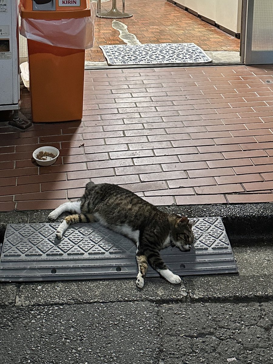 ohayobi's tweet photo. ねこ絨毯 https://t.co/IbtndwQNuS