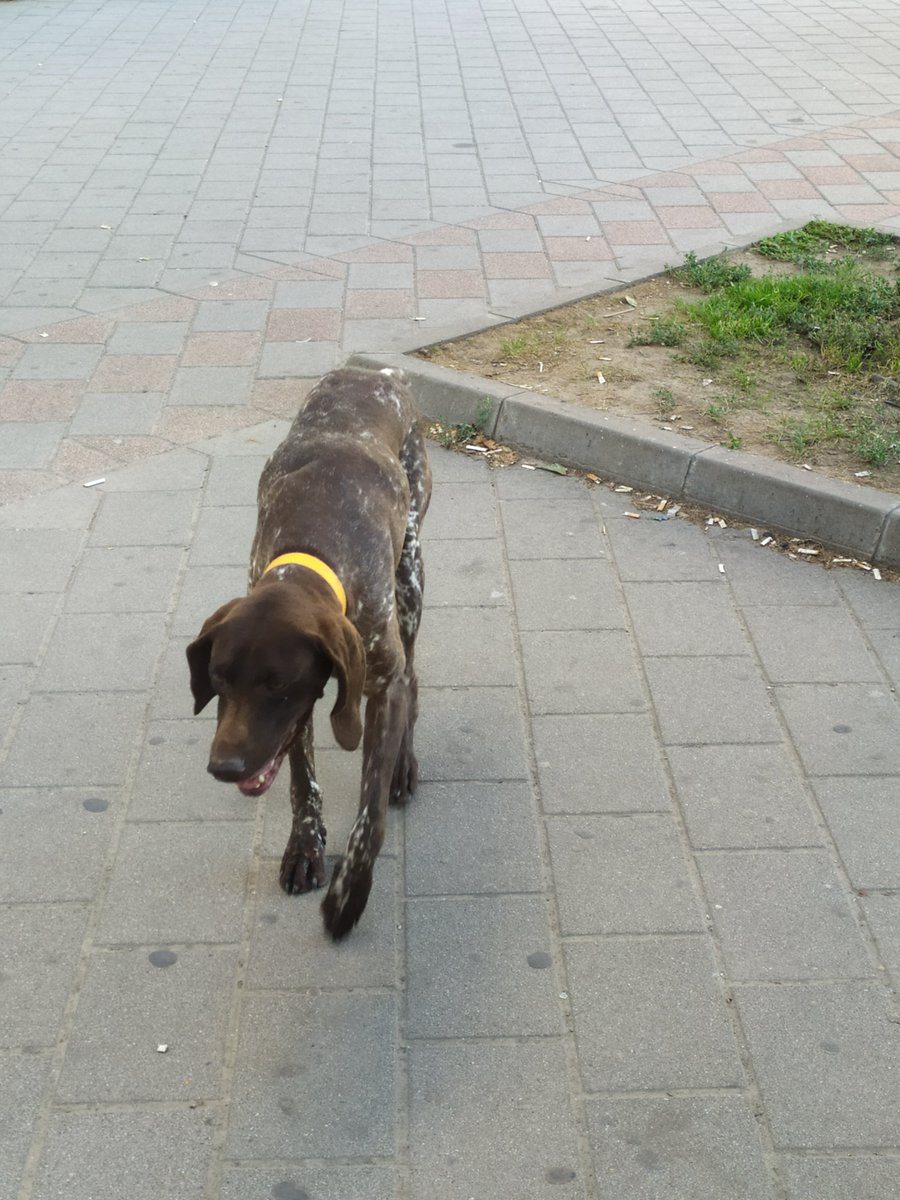 TShmici's tweet photo. Ljudi, izgubljen pas na uglu cara Dušana i cara Lazara, Novi Sad! Delite please #caosvima https://t.co/oTFBCL8Kze