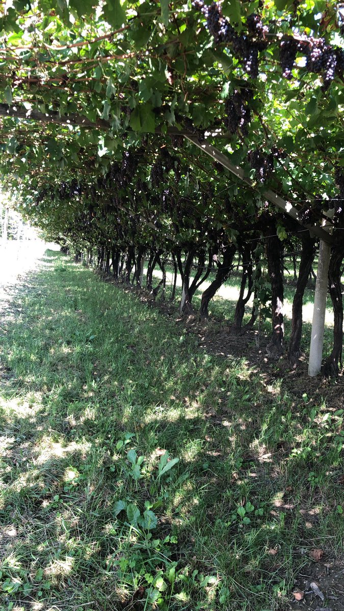 Il nettare di bacco è tutto intorno a me. 

"La bellezza di meditare sotto un pergolato di uva alla ricerca di piccole schegge di luce. "