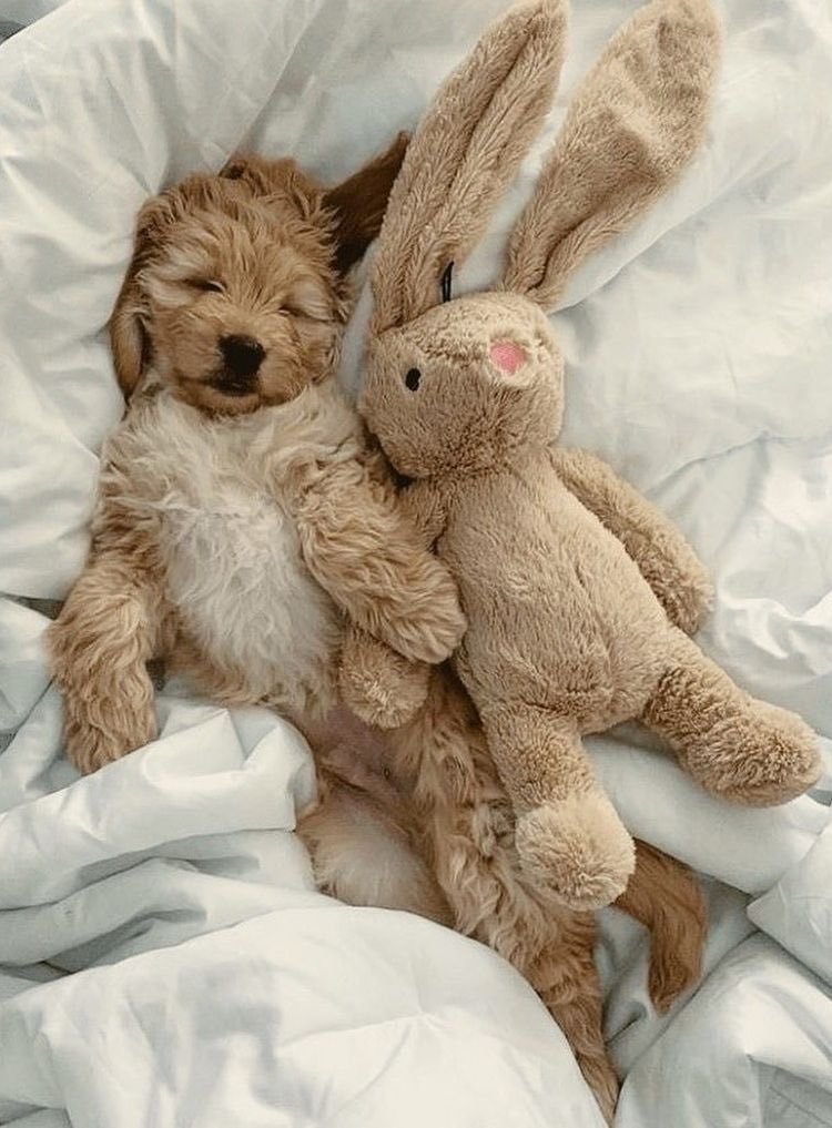 💖 (@twaniimals) on Twitter photo 