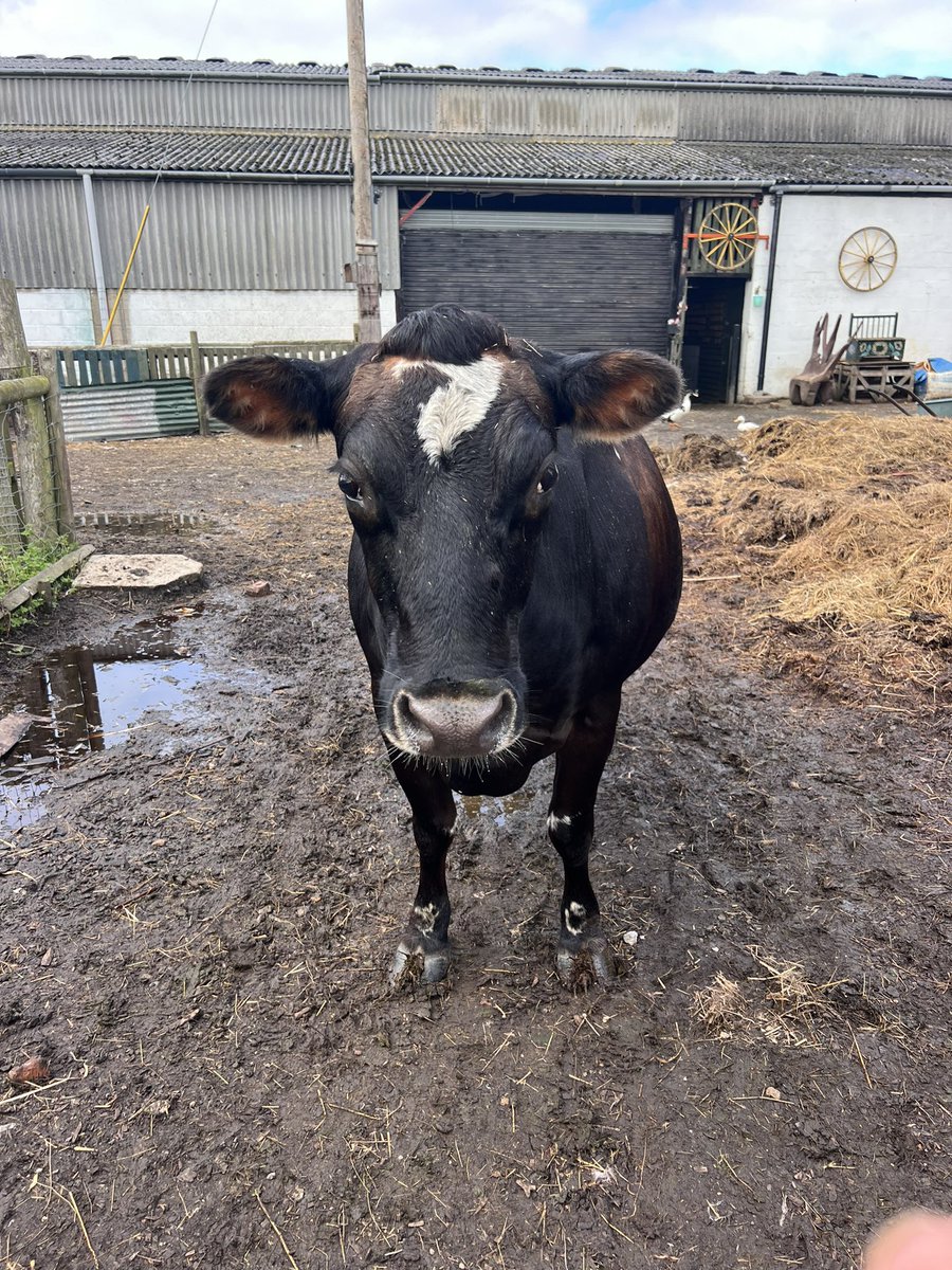 caenhillcc's tweet photo. Good news Widget has passed her TB test, thanks Avon Farm vets for your care & support to our animals #tbtest #widgetthecow #rescuecow https://t.co/eoAC8SFiEK
