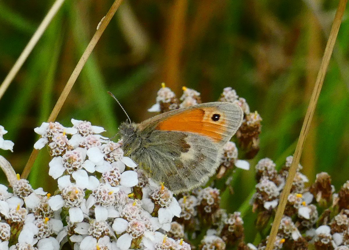 Doing a transect between rain showers isn't ideal!!. Lucky to disturb this fresh Small Heath at Newton Cutting ,especially in this section,there's been a few recorded here this year for the 1st time so worth the effort just for that record. @BCWarwickshire @UKBMSLive