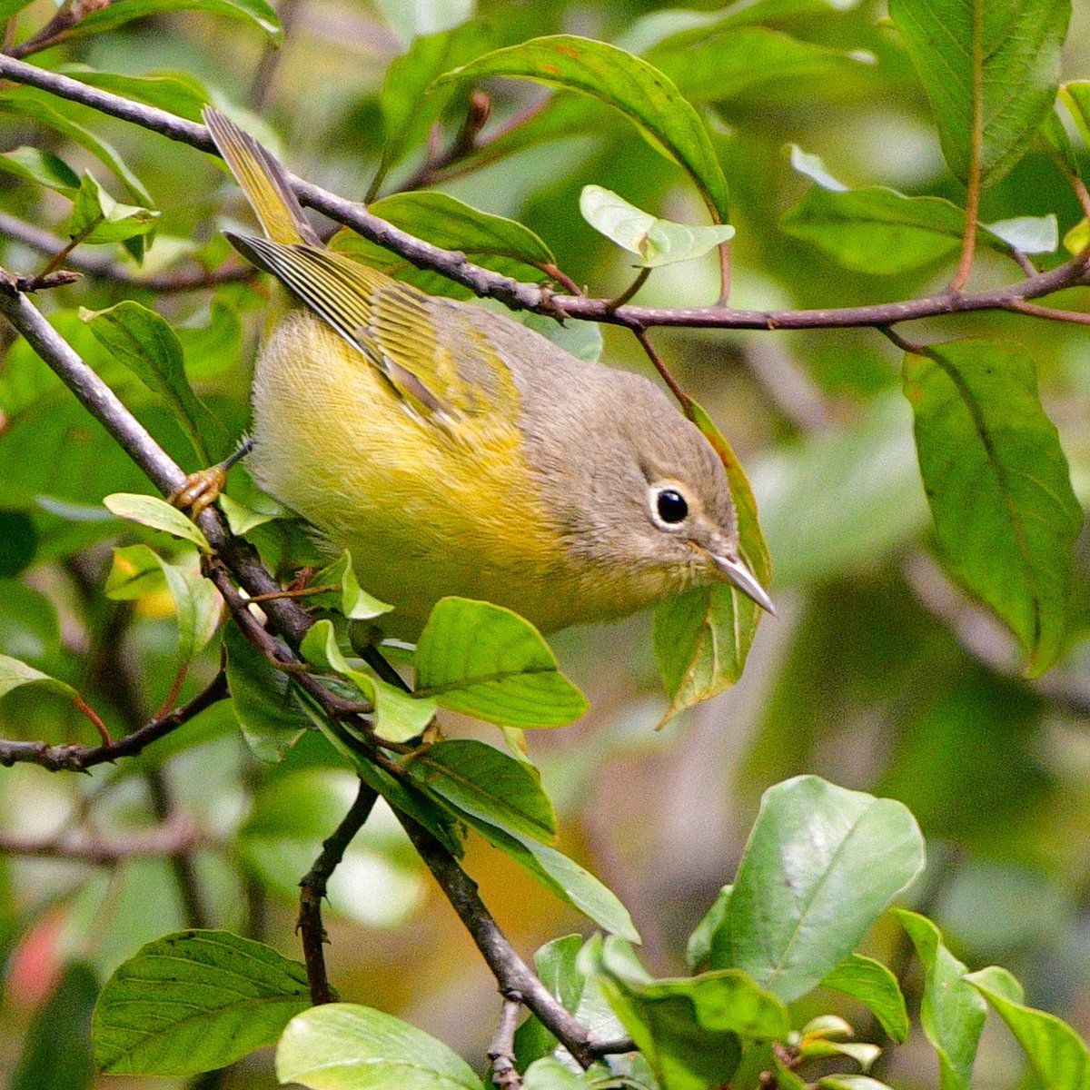 MeredithMComm's tweet photo. Nashville Warbler on the move. Safe travels, little one! #fallmigration #birds #BirdTwitter #TwitterBirds https://t.co/QPqf2CGDji