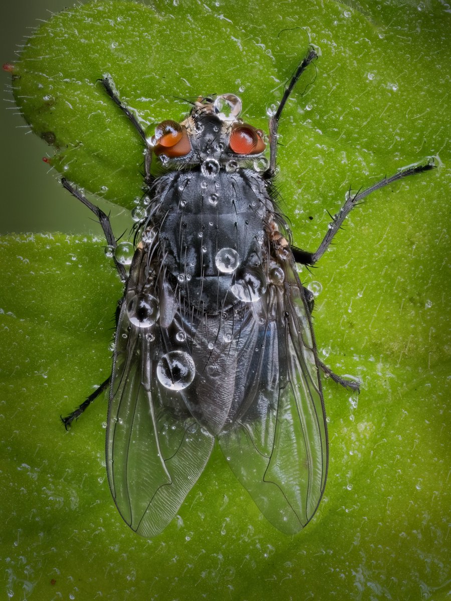 GeraintRadford's tweet photo. Rainy day macro.
15 image stack
Wild and free
OM1 and 90mm macro
#fly #raindrops #rainydays #welshweather #BBCWildlifePOTD #macrop https://t.co/9FWYdLVHHy