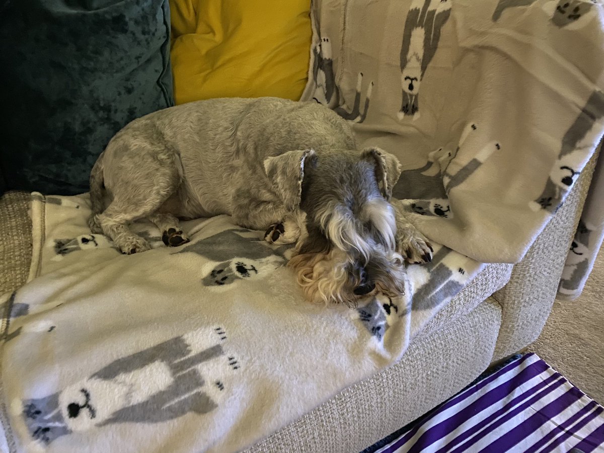 SchnauzerArthur's tweet image. my new blankie pals… from #dunelm @DunelmUK - it’s my blankie… MY BLANKIE!!! #schnauzergang