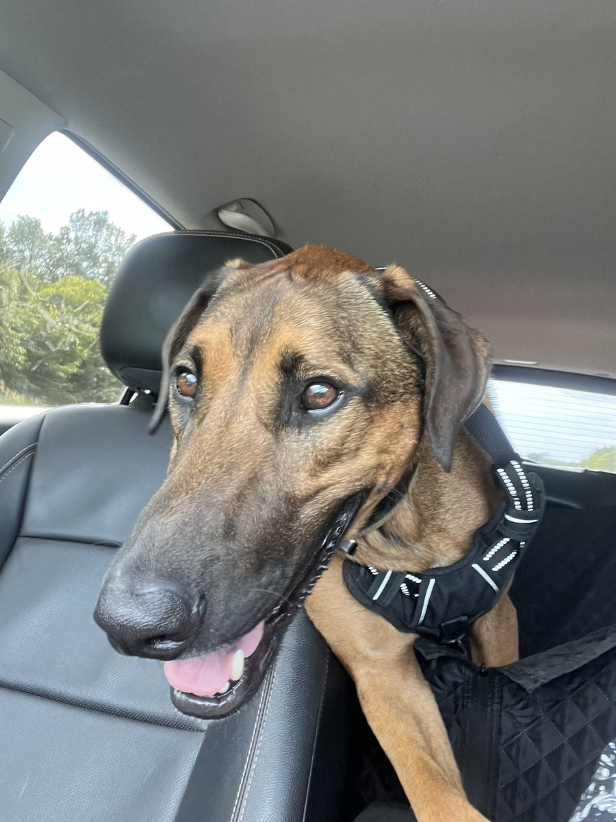 _MrsBrownlee's tweet photo. We made it! One week down! 🙌 Johnny Francis is ready for running &amp; playing in the fields. Have a good weekend, kiddos! ❤️ @LNcounseling #servicedog #highschool https://t.co/WngSZL1Efj