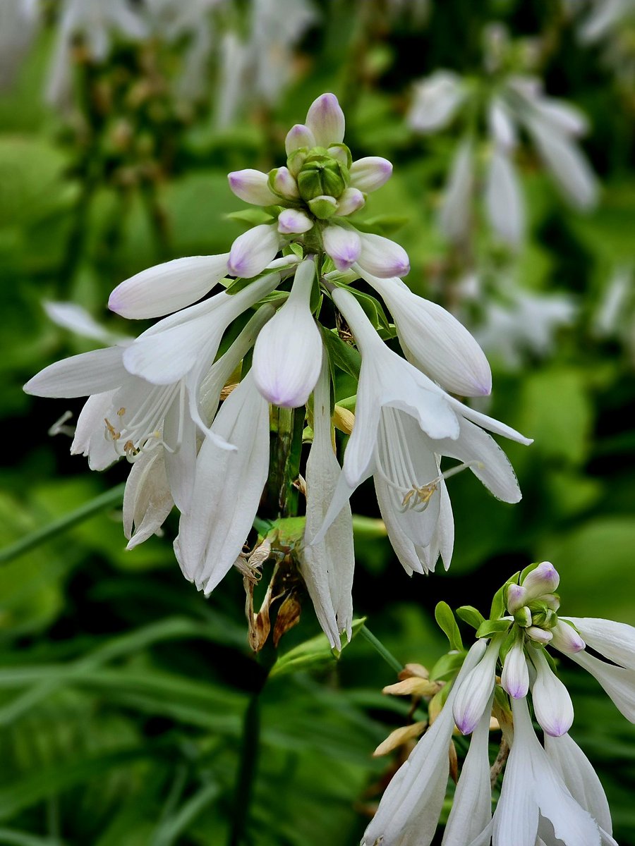 An elegant Blue Angel Hosta. #FlowersOnFriday #FridayFeeling #nature #photography #GardeningX