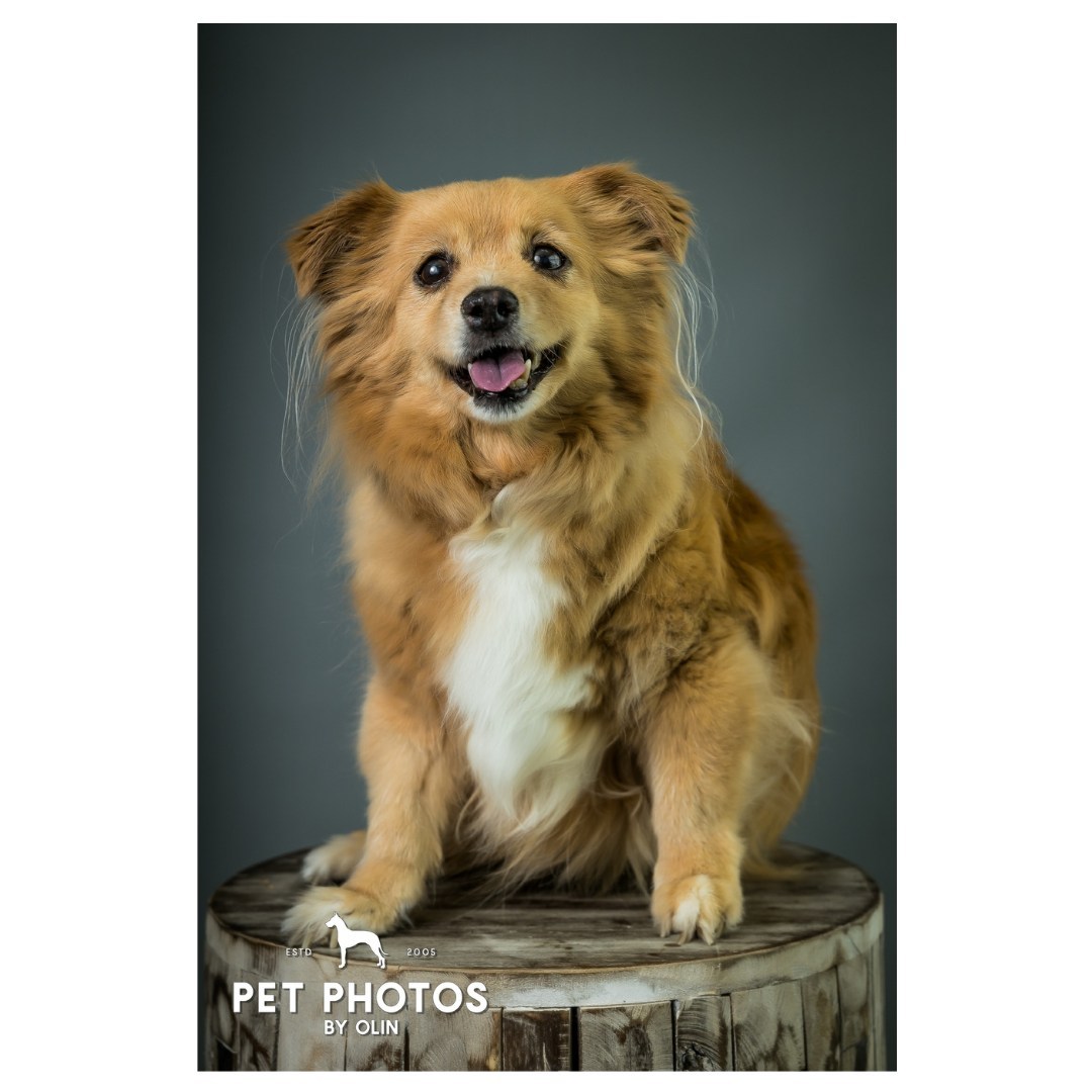 A dog...a teddy bear...a mini lion...either way we're obsessed 😍

#petportrait #sactowndogs #dogportrait #petphotographer #sacramentophotographer