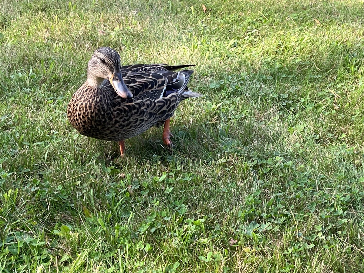 Can a duck survive with only one foot? This one came ashore to sit next to me while I was reading today.