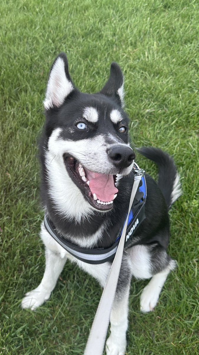 josalynmonetpr's tweet photo. my furbaby then &amp; my furbaby now🥰🐺🐾 https://t.co/p1u1vfpiQE