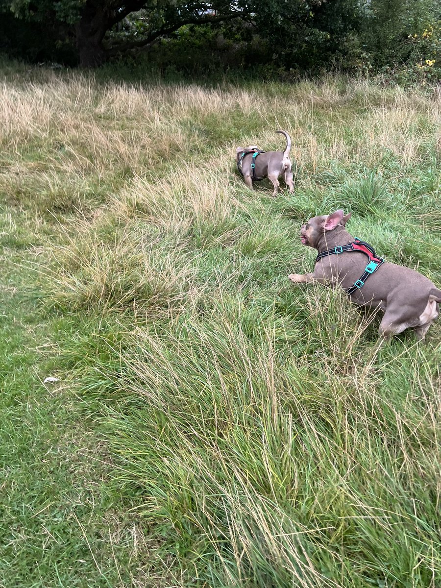 Juices mum and dad and game of find the twins 🐶🐾🐾