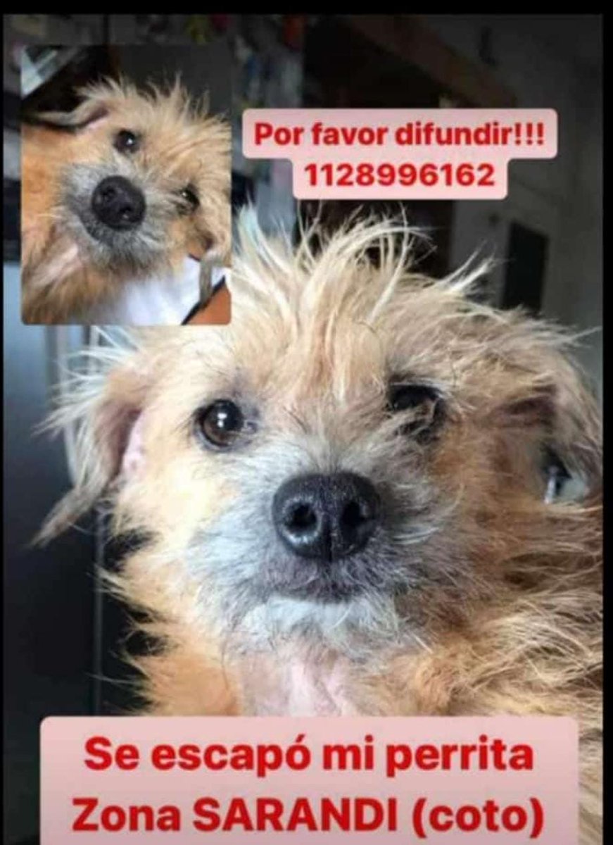 gatitosdeavella's tweet photo. #Sarandi #Seperdio https://t.co/k7DoFf8Hne