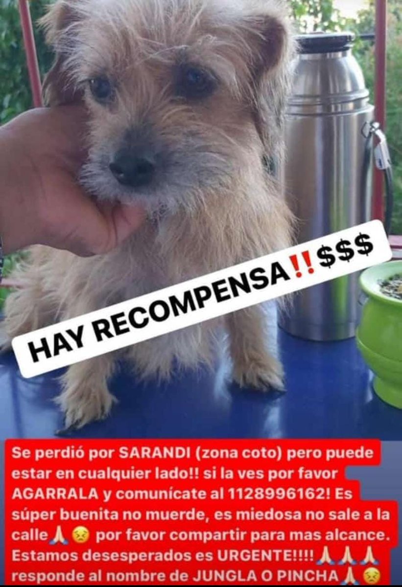 gatitosdeavella's tweet photo. #Sarandi #Seperdio https://t.co/k7DoFf8Hne