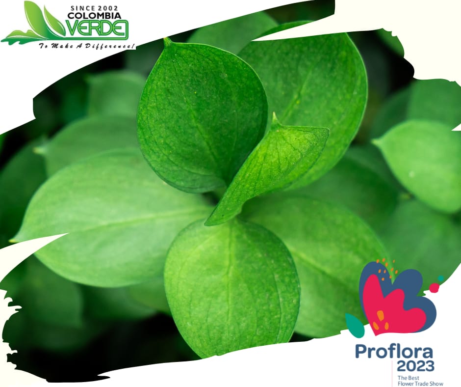 ColombiaVerde_1's tweet photo. ¡Cada vez proflora está más cerca! ¡Nos vemos del 4 al 6 de octubre! en el recinto de Corferias en la ciudad de Bogotá.
#proflora2023 #follaje #ruscus #colombia https://t.co/3S7QQ7kppk