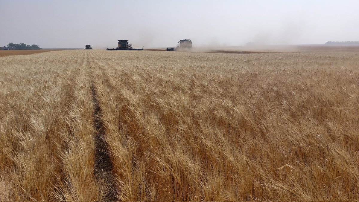 Wow!!
Wiwa Growing Project
20th crop
More than $1 Million donated to <a href="/Foodgrains/">Canadian Foodgrains Bank</a> 
A whole region of families &amp; businesses working together to help #endhunger 
#harvest23 #westcdnag
<a href="/foxfamilyfarm/">Myles Fox</a>