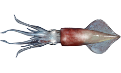 The longfin squid (Doryteuthis pealeii) creates over 2,500 full-time jobs, $100 million in total income, and $240 million in total economic output for the state of Massachusetts. (Scheld 2020). #Squidtember #fishindustry #seafood #squidward #seafoodindustry