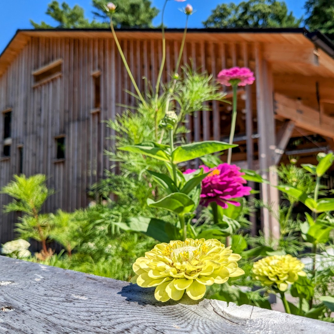The combination of sunshine and rain this summer has certainly helped with vibrancy of our garden beds and outdoor spaces at HOPe! 🌸😎 

As we head into Labor Day Weekend, we remind you that our Easton and Boston offices will be closed Monday, September 4th. Enjoy and be safe!