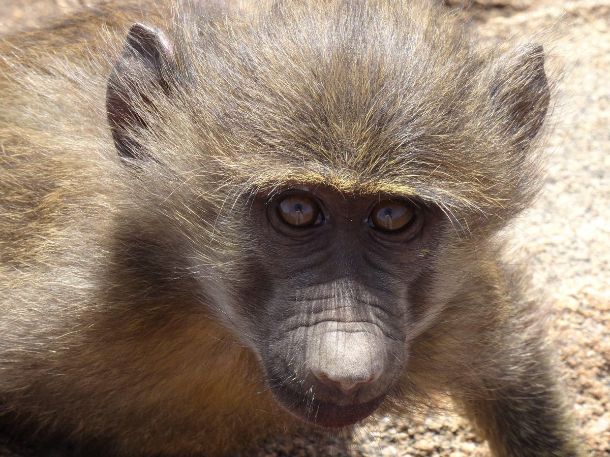 Uaso Ngiro Baboon Project (@uasongiro) on Twitter photo Happy #InternationalPrimateDay!
It's such a privilege to spend our time with these beautiful, smart animals year after year. If you'd like to join us, applications are now open for the 2024 <a href="/NSF/">U.S. National Science Foundation</a> #IRES program for US students! Deadline is 12/1, apply here: forms.gle/tMUBv4Mfg9gAm4… Happy #InternationalPrimateDay!
It's such a privilege to spend our time with these beautiful, smart animals year after year. If you'd like to join us, applications are now open for the 2024 <a href="/NSF/">U.S. National Science Foundation</a> #IRES program for US students! Deadline is 12/1, apply here: forms.gle/tMUBv4Mfg9gAm4…