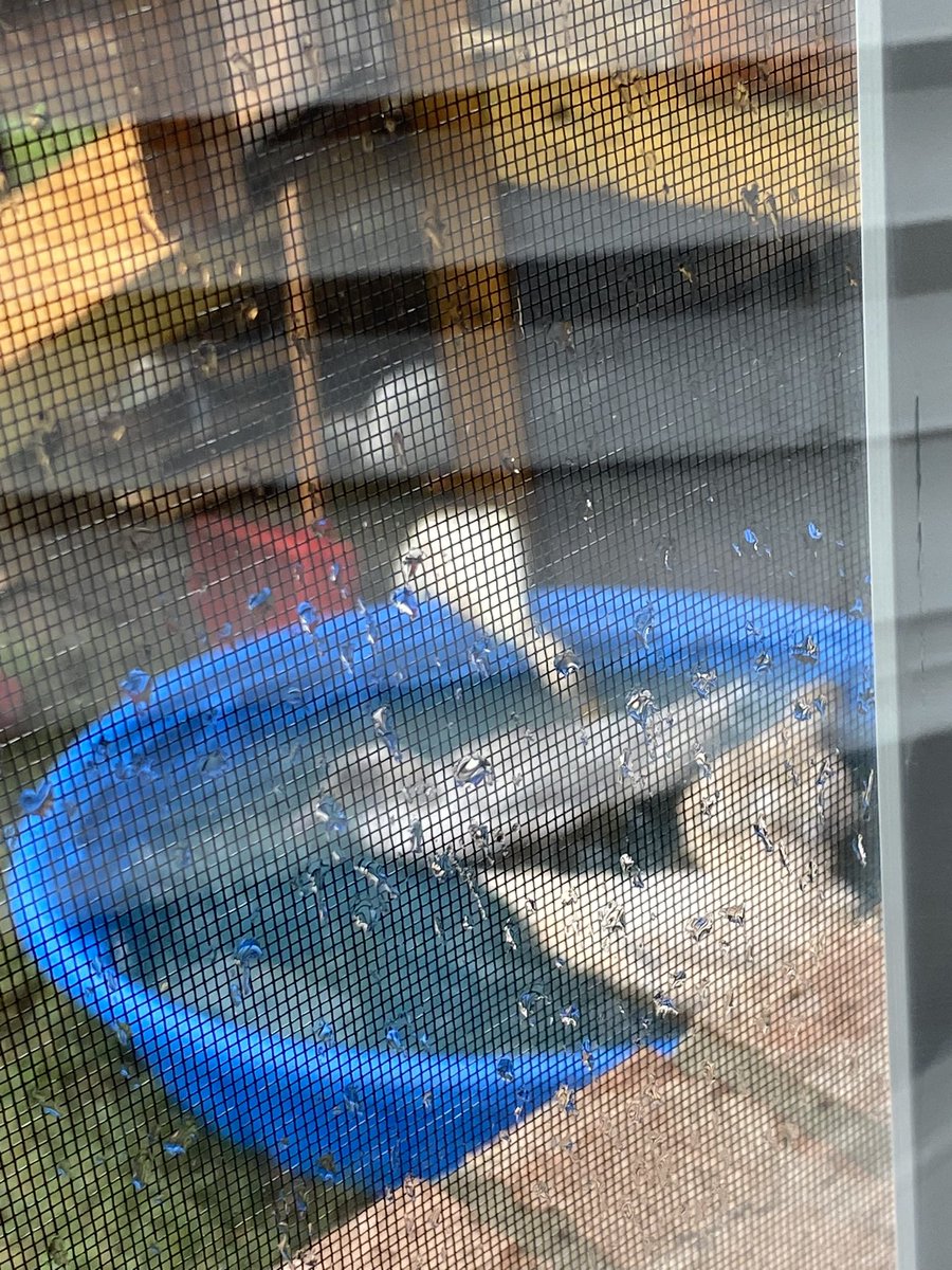 MelindaHoward4's tweet photo. Less than amazing pic BUT:
Itโs finally raining!!!
The ducks are quacking happily, playing in their pool, swimming in the rain ๐ฅฐ
#DuckWeatherโ๏ธ https://t.co/Oc50A3sXkS