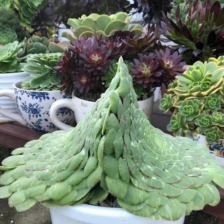 👉Aeonium tabulaeforme 👈
📷Source:Internet
🌎:Canary Islands
 
#Plant #Succulent #suculenta #Bitki #sukulent #plantlove