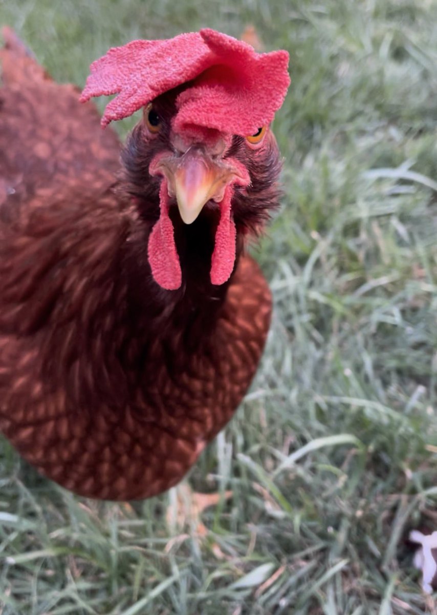 Happy Labor Day Weekend! I hope it’s as fun and funky as my girl Rosie!