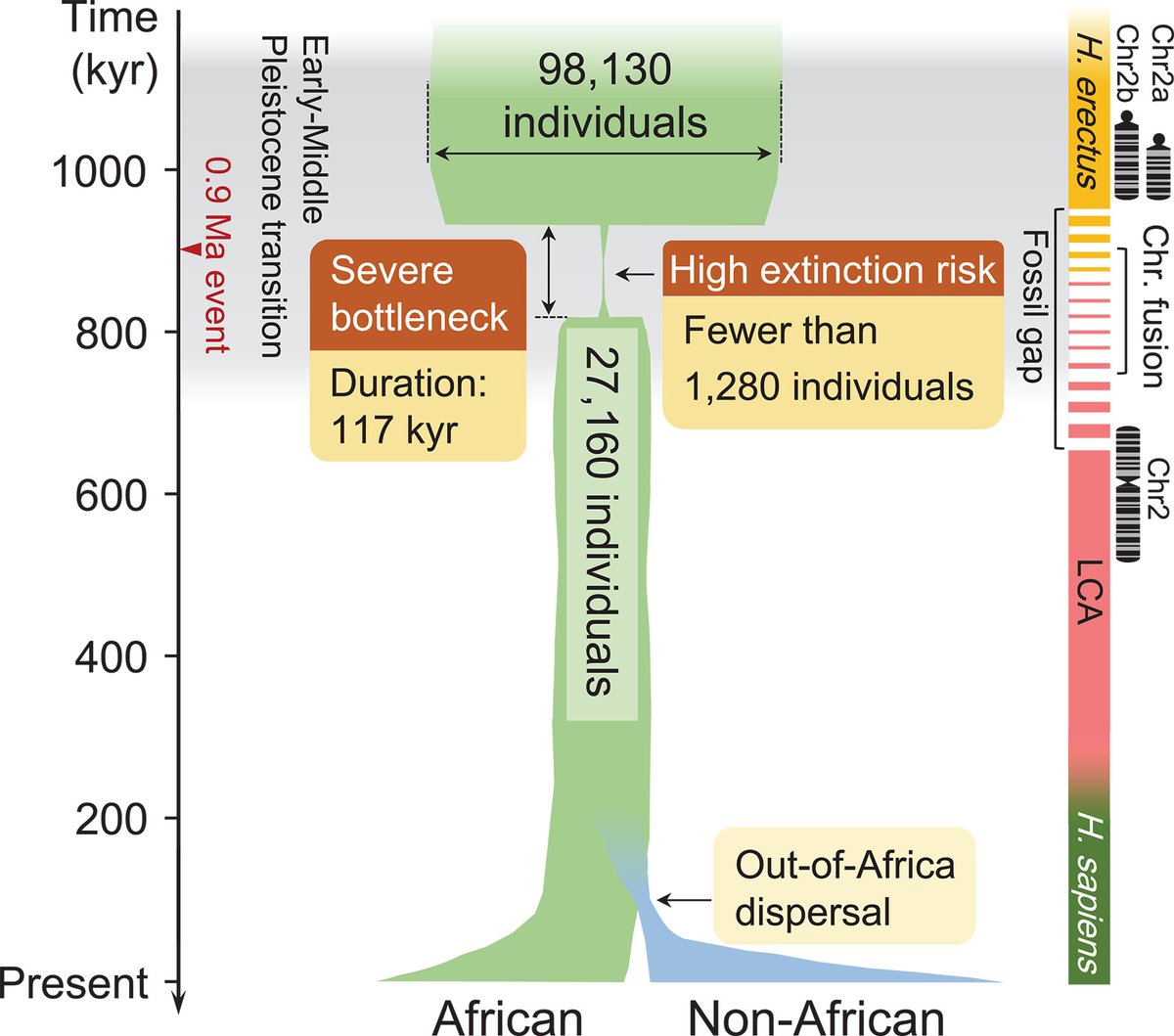 Between 800,000 and 900,000 years ago, the population of human ancestors crashed, according to a new Science study. The results suggest that there were only about 1280 breeding individuals during this transition between the early and middle Pleistocene. scim.ag/3Wl
