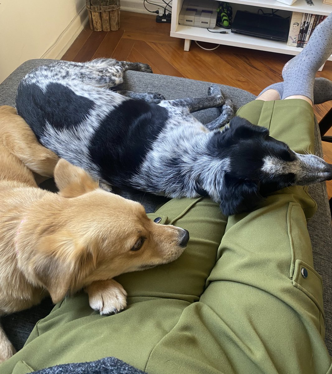 prrisiqueira's tweet photo. @dog_rates so for dog 7, is my new baby… we adopted her last sunday, she was found very sick in a park, had to go through surgery and even blood transfusion. but now she has a home (and a brother) https://t.co/kICTrru9dF