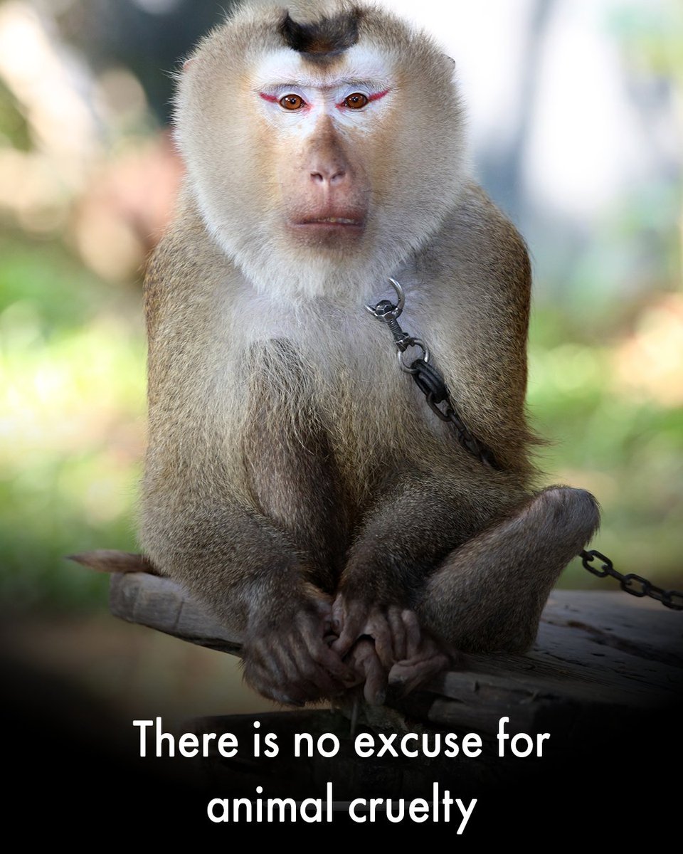 MoveTheWorldUK's tweet photo. They don't belong in chains 💔 #InternationalPrimateDay https://t.co/6LNhdbVrHu
