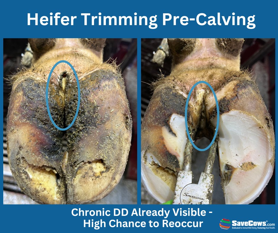 Identifying Digital Dermatitis early is critical. Do you think these heifers are DD carriers? #SaveCowsNetwork #NoLamenessTolerance