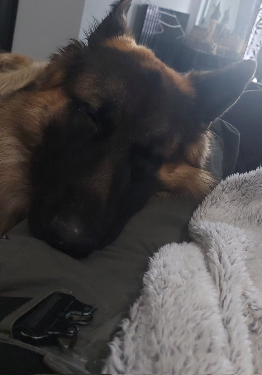 RocksandThor's tweet image. I&apos;ve been in so much pain the last few weeks. Each week, it seems to increase. I&apos;ve had to come and lay down this afternoon. Here&apos;s my faithful companion 
His warmth and the pressure of his body is so comforting. 
#Supportdog #GermanShepherd 
#Dogs