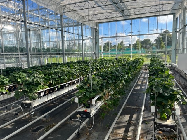 Michael Gaffney (@mick_gaffney) on Twitter photo Its been a busy couple of months on the <a href="/BeyondPeat/">BeyondPeat</a> project, demonstration experiments investigating new growth media for Nursery Stock, Mushroom and Soft Fruit all looking well, but lots more to do! Its been a busy couple of months on the <a href="/BeyondPeat/">BeyondPeat</a> project, demonstration experiments investigating new growth media for Nursery Stock, Mushroom and Soft Fruit all looking well, but lots more to do!
