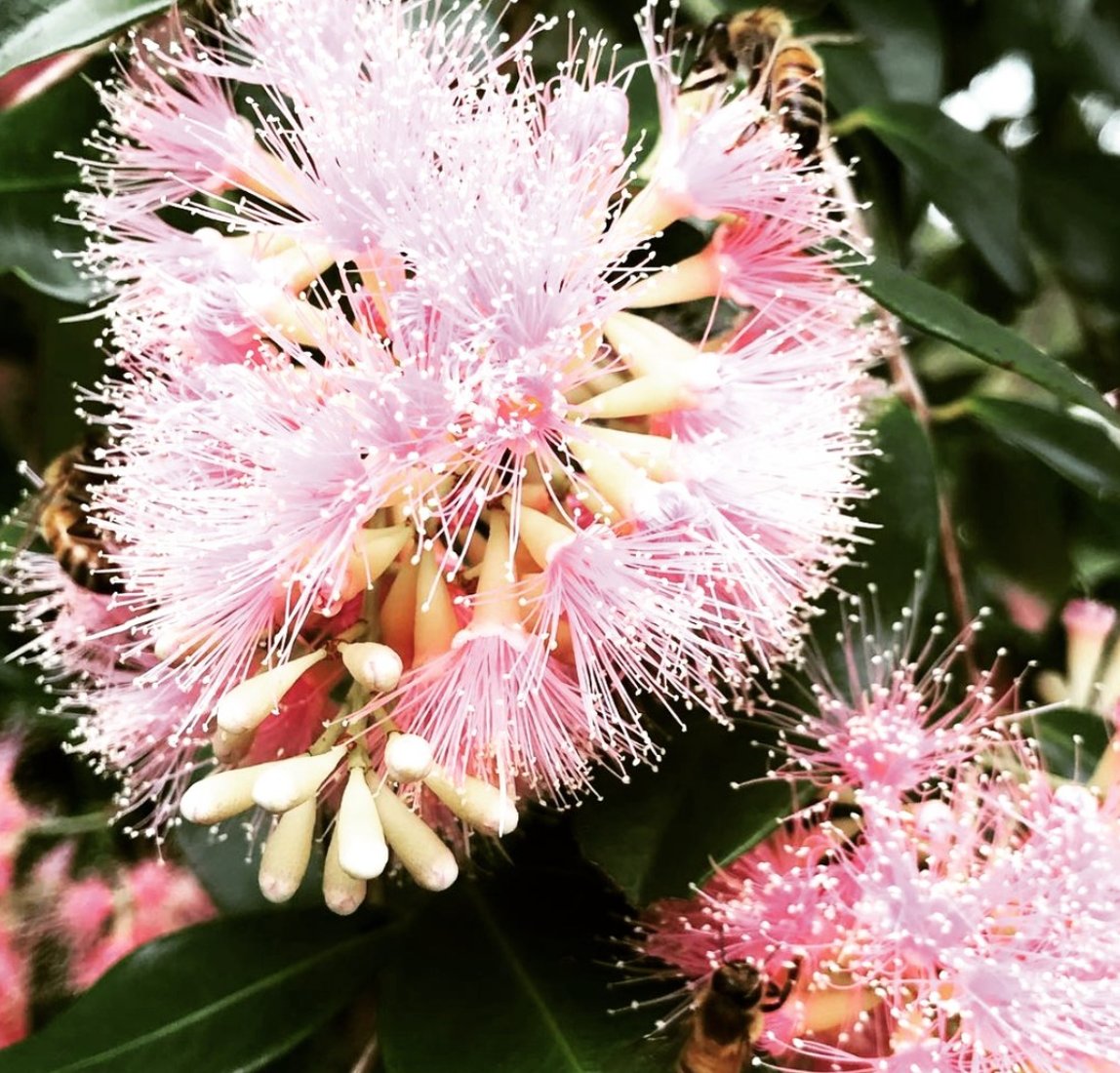 MichaelJRoads's tweet photo. "Bees enjoying the abundance of spring 🌸🐝 "

#spring #abundance #michaelroads #spiritual #teacher #author #nature #garden #spirituality #spiritual #consciousness #love #life #live #encouragement https://t.co/UNQQj0qrvx