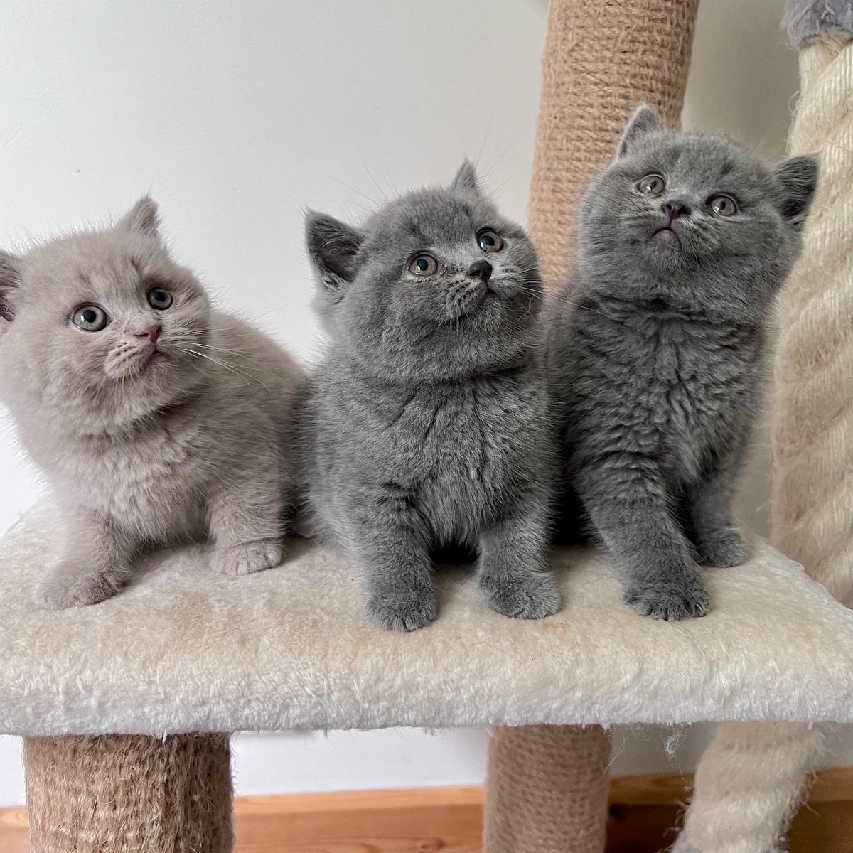Find your best companion by visiting our available kittens cattery and get a soul mate visit luxuriousbritishshorthair.com

#catsoftheworld #catsofinsta #exoticshorthair #catsofworld #santacatarina #catphoto #ilovecats #shorthairdontcare #blackcatsofinstagram #catsoftheday #blackcats