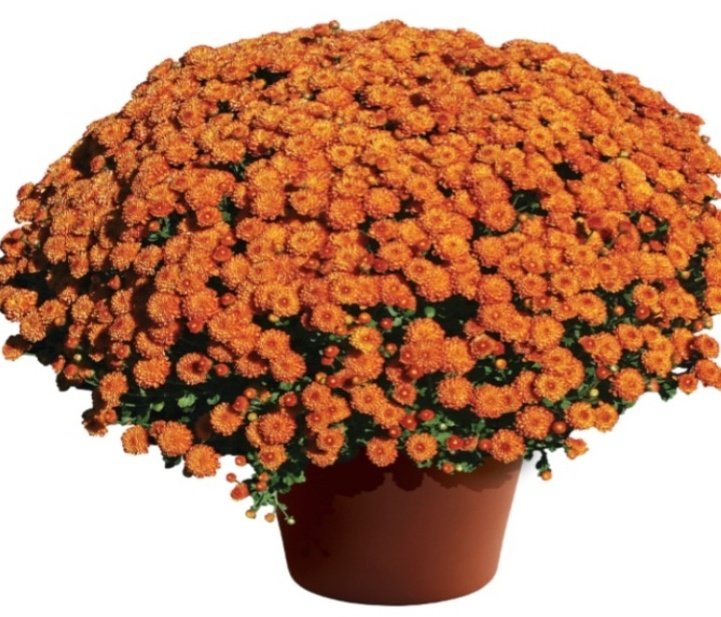 AnnCaccese's tweet photo. It's that time of year! Exeter Cheerleaders are having their Annual Mum Sale Fundraiser and this young lady can use your support. All orders can be done on line and we deliver (local only). Check out  the following link. https://t.co/dZx2dShaqo https://t.co/z0NBawS1Mq