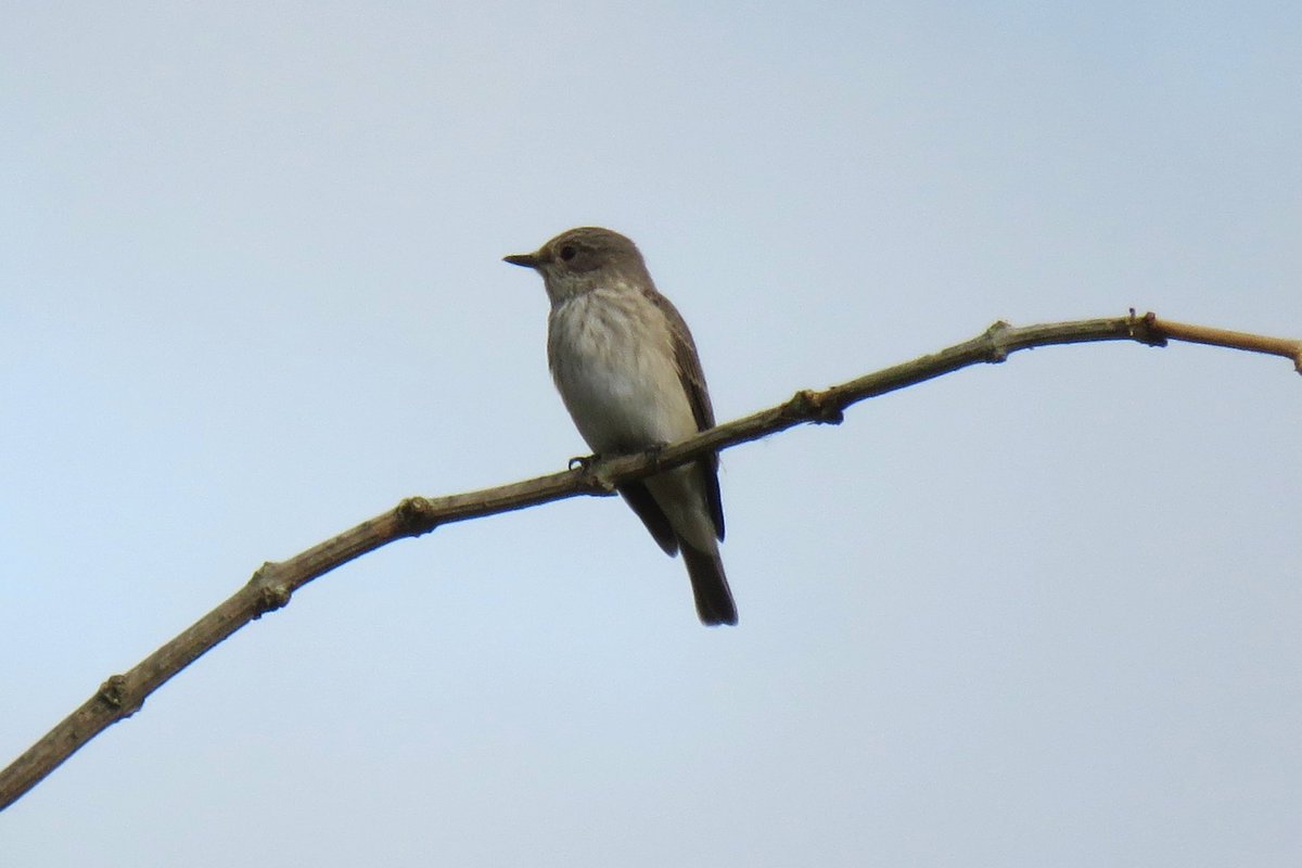 Spotted Flycatcher at Clandon Park this afternoon <a href="/SurreyBirdNews/">SurreyBirdClubNews</a>