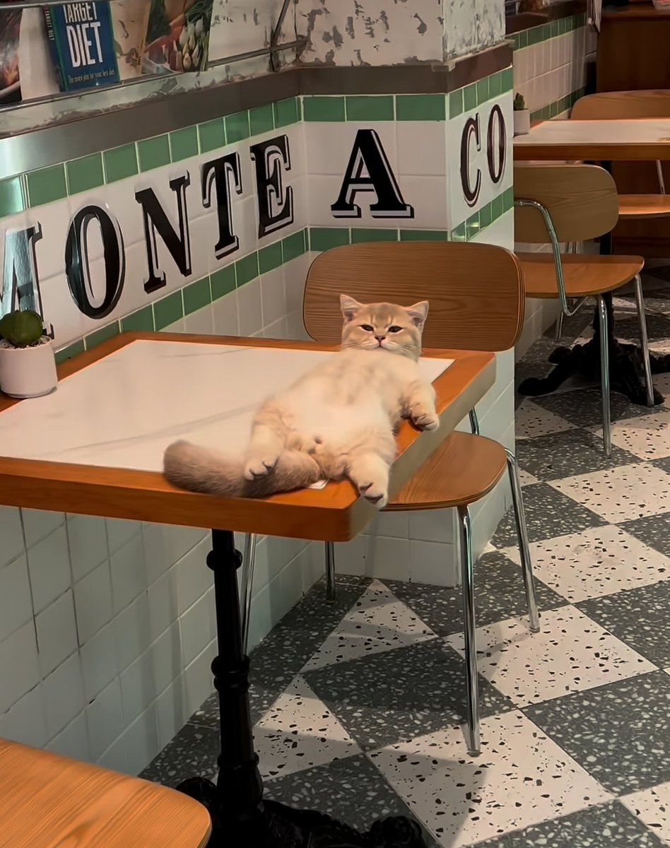 DontShowYourCat's tweet photo. café siesta https://t.co/RF4jo4uKl2