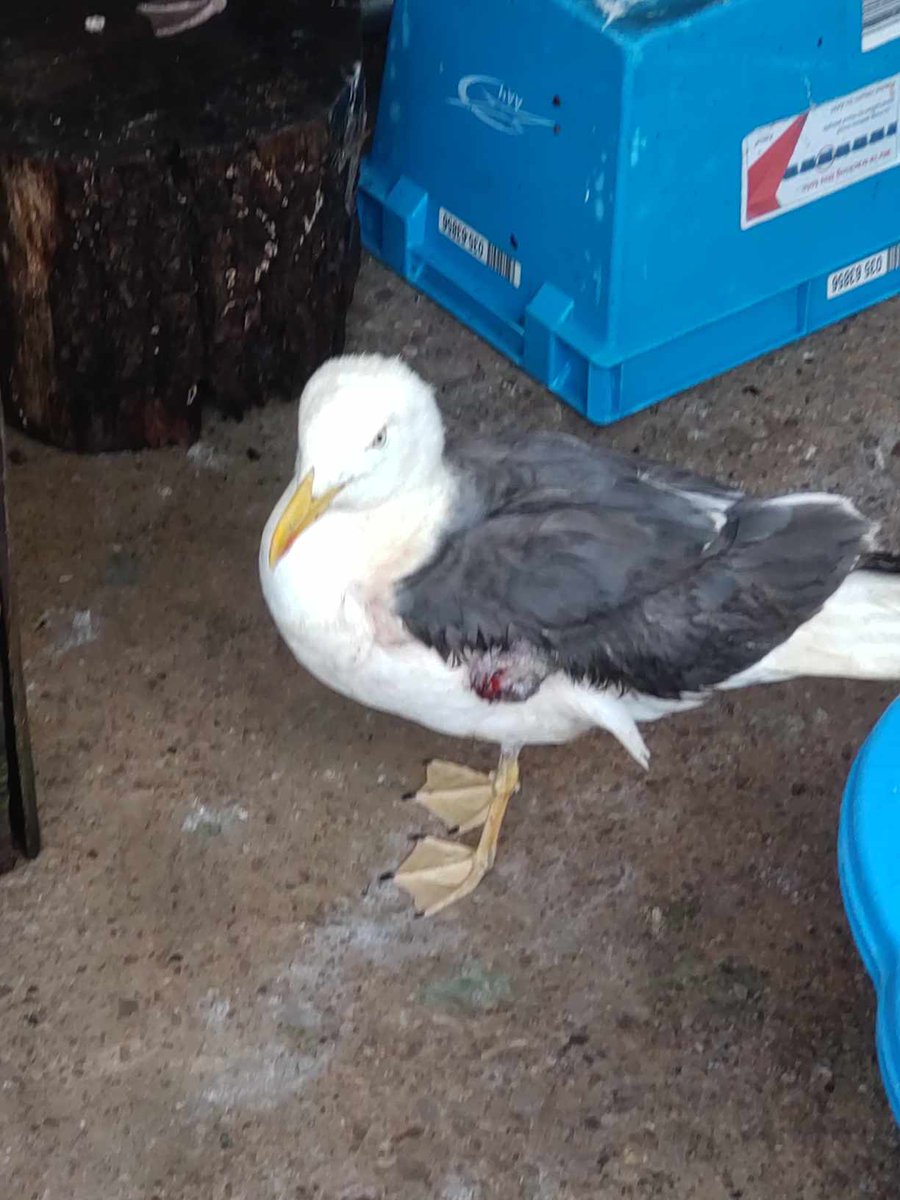 we have had 3 gulls in the last 2 weeks that have been shot. This is Lennon, he lost his wing & will never fly again. we have to look at the pain in their eyes when they come . Won't you help please. Its our last chance @ChrisGPackham #wildlife #animalcruelty #birds #gull
