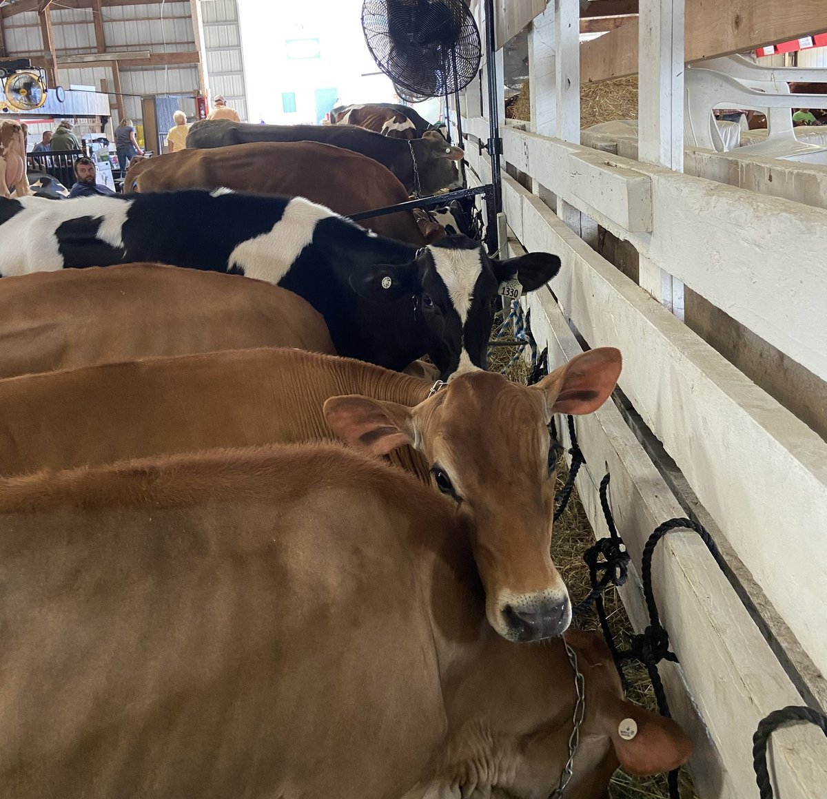 BryanSteil's tweet photo. The 174th Walworth County Fair is off to a great start! https://t.co/mx4xAMUgZJ