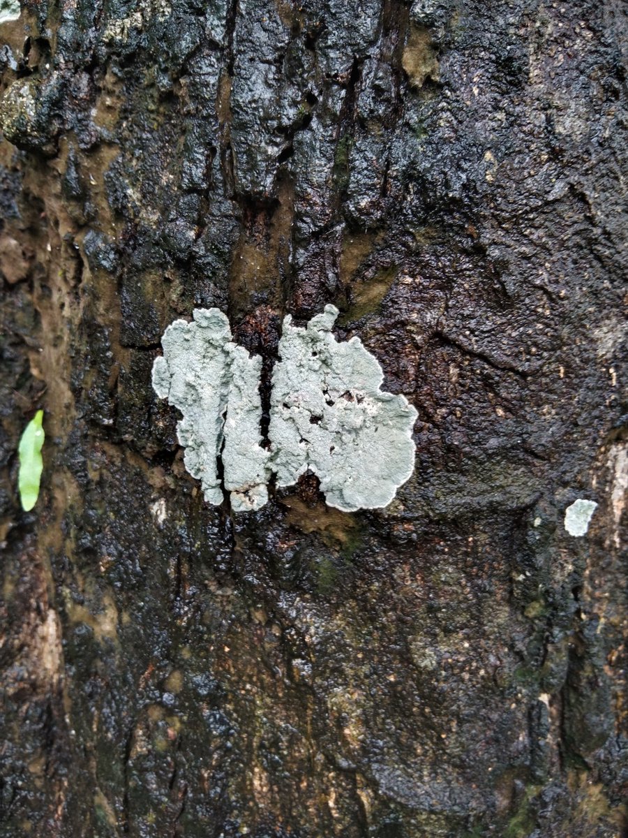 ku02242577's tweet photo. Finally I got to see "#lichnes" in real rather than in books &amp; google images @bsi_moefcc. These lichen mats were extended up to the barks of the "great Indian Banyan tree" reflected a pollution free environment! https://t.co/NTBDUt19uO