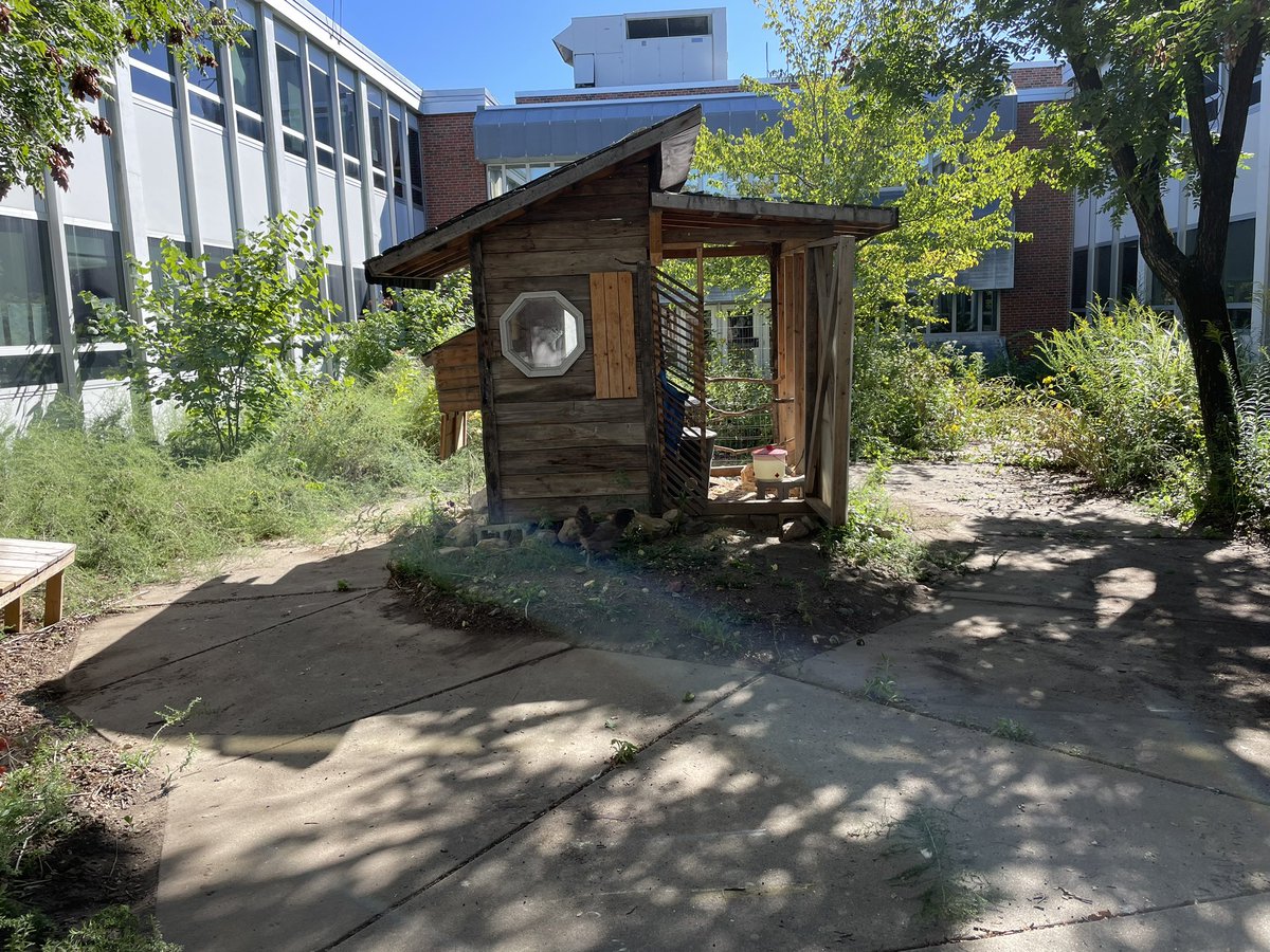 cpsmyers's tweet photo. My advisory class spent some time cleaning up the children courtyard today. They did an amazing job a we took down some saplings that needed to go. It was a good way to celebrate the chickens second birthday. #wmsscience @westvikings https://t.co/9pRud6yRkg