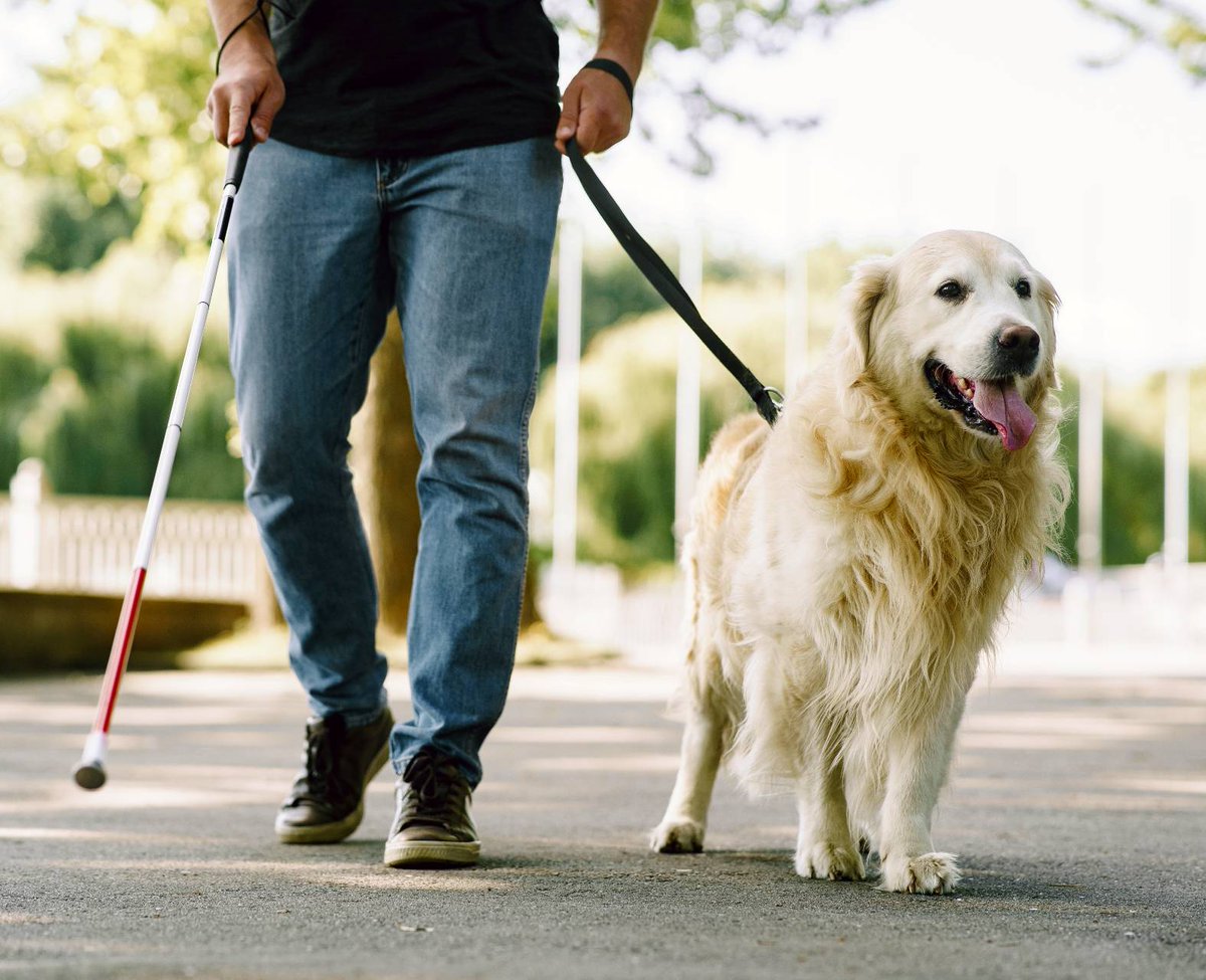 September is National Guide Dog Month, a celebration to honor the work of guide dogs and raise awareness, appreciation, and support for their work.
#NationalServiceDogMonth #guidedog #servicedog #workingdog #guidedogsfortheblind #serviceanimal