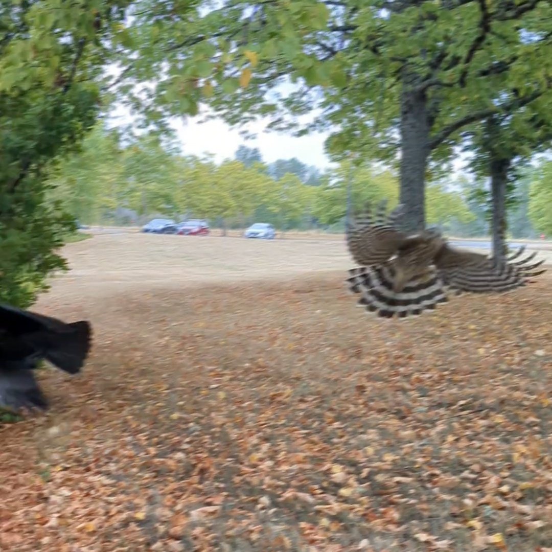banjosidae's tweet photo. some stills. think it's a coopers? it was about the same size as the crows. Bird nerds pls help https://t.co/gnbDi6UNSZ
