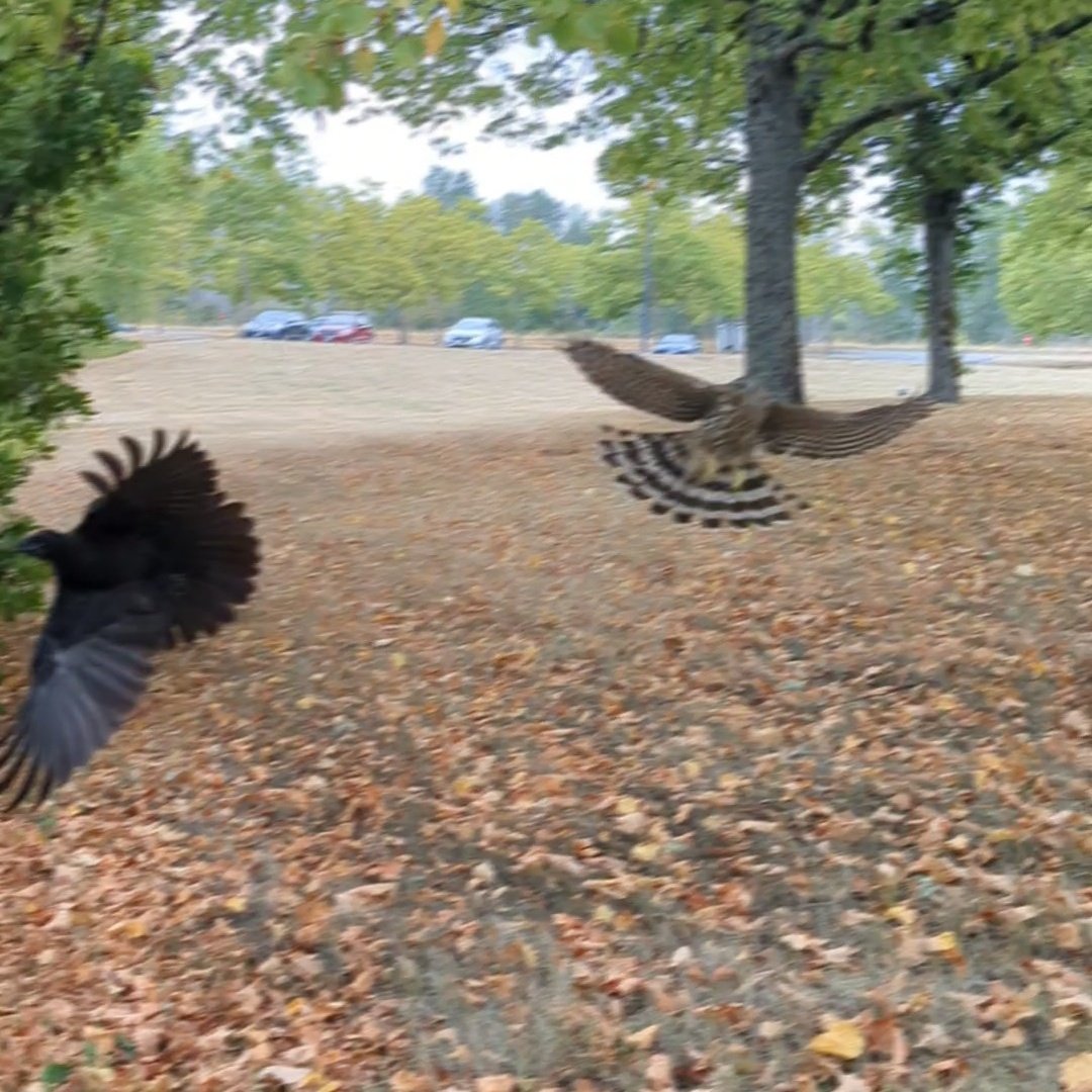 banjosidae's tweet photo. some stills. think it's a coopers? it was about the same size as the crows. Bird nerds pls help https://t.co/gnbDi6UNSZ