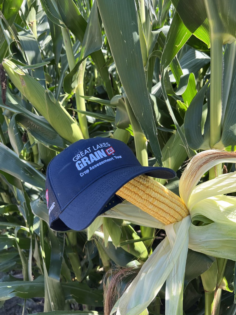 Nick Williamson tweet media